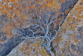 USA, California, Lone Pine, Inyo County. Alabama Hills lichen covered rocks with dried brush