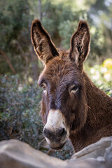 Donkey in Majorca, Mallorca, Balearic Islands, Spain, Europe