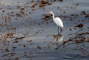 USA, California, Monterey. Monterey Bay and great egret fishing from on top of kelp bed.