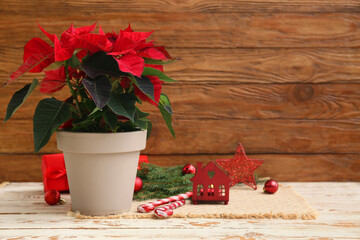 Beautiful Christmas plant poinsettia and decorations on light wooden table