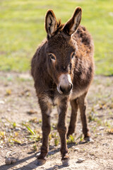 Fototapeta premium Donkey in Majorca, Mallorca, Balearic Islands, Spain, Europe