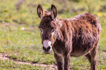 Donkey in Majorca, Mallorca, Balearic Islands, Spain, Europe
