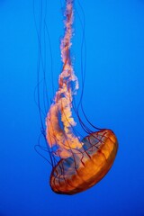 USA, California, Monterey Bay. Black sea nettle, jellyfish with blue background