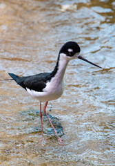 USA, California, Monterey. Black necked stilt