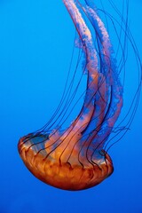 USA, California, Monterey Bay. Black sea nettle, jellyfish with blue background