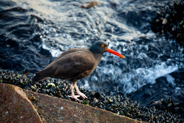 USA, California, Monterey. Black oystercatcher feeding on muscles just off of the Coast Guard Pier in Monterey Bay