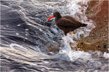 USA, California, Monterey. Black oystercatcher feeding on muscles just off of the Coast Guard Pier in Monterey Bay