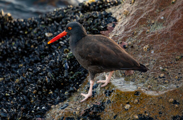 USA, California, Monterey. Black oystercatcher feeding on muscles just off of the Coast Guard Pier...