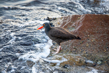 USA, California, Monterey. Black oystercatcher feeding on muscles just off of the Coast Guard Pier in Monterey Bay