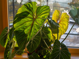 CLOSE UP: Sunlight streams through intricate leaves of a philodendron with colored veins. Vibrant greenery brings life to the indoors, with bright natural light emphasizing beauty of a thriving plant. © helivideo