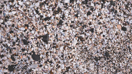 Shells on a beach close up details background texture