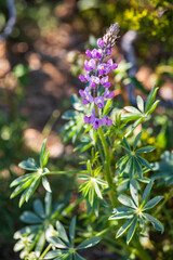 California, USA. Blooming Arizona Lupines in Joshua Tree National Park.