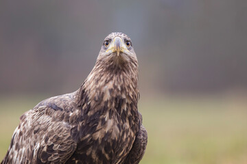 Bielik, orzeł bielik, white-tailed eagle (Haliaeetus albicilla) © Michal Przystas