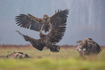 Bielik, orzeł bielik, white-tailed eagle (Haliaeetus albicilla) © Michal Przystas