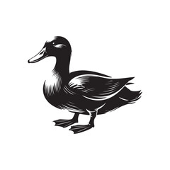 Duck on whitebackground