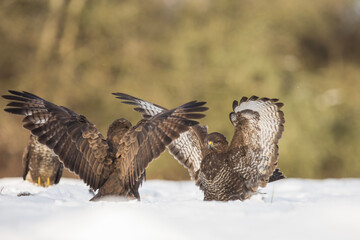Myszołów zwyczajny, common buzzard, (Buteo buteo)