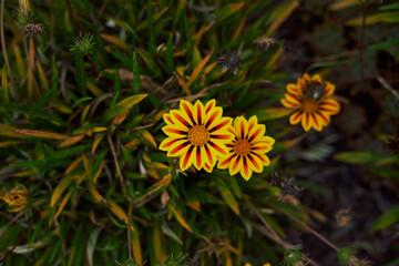 yellow flower