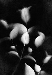 Branches with leaves. Black and white vintage illustration. Versatile artistic image for creative design projects: posters, banners, cards, magazines, prints and wallpapers. Artist-made art.