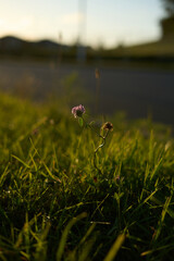 dragonfly on the grass