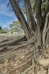 Monterey Cypress tree growing on Carmel beach in Carmel Bay on a beautiful blue sky day.