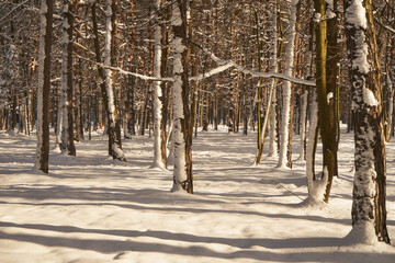 drzewa,park,zima  © Marcin Łazarczyk