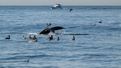 Whale fluke just entering the water with pelicans all around and a boat watching, in Monterey Bay, California.