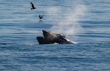 Fototapeta premium Humpback whale, lung feeding, with pelicans flying about his head and. the Monterey Bay beach in the background.