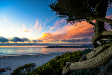 Sunset on Carmel beach, California, with a Cypress tree in the foreground.