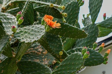 Opuntia cactus with blossoming flowers at the botanical garden