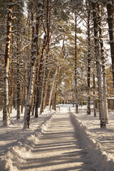 aleja parkowa,zima  © Marcin Łazarczyk