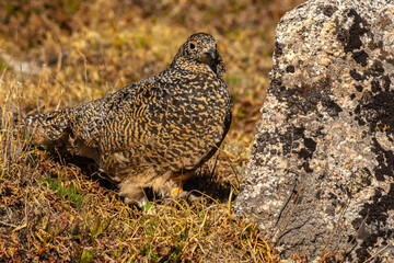 USA, Colorado, Mt. Evans. White-tailed ptarmigan bird with green band on leg.