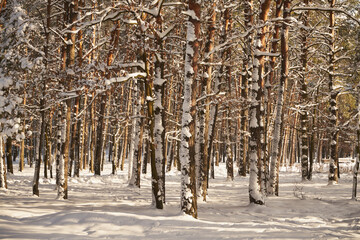 drzewa,park,zima  © Marcin Łazarczyk