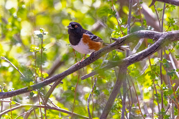 USA, Colorado, Fort Collins. Close-up of male spotted towhee bird in tree.