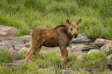 USA, Colorado, Cameron Pass. Moose calf close-up. © Danita Delimont
