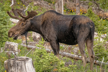 USA, Colorado, Cameron Pass. Bull moose close-up.