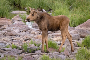 Fototapeta premium USA, Colorado, Cameron Pass. Moose calf close-up.