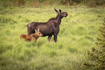 USA, Colorado, Cameron Pass. Female moose with calf.