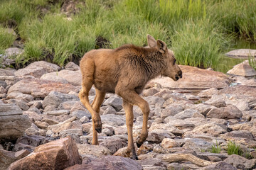 Obraz premium USA, Colorado, Cameron Pass. Moose calf close-up.