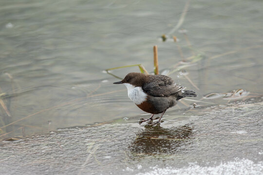 white-throated dipper (Wasseramsel) looking for some food