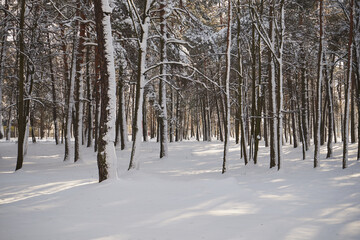 drzewa,park,zima  © Marcin Łazarczyk