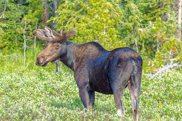 Fototapeta premium USA, Colorado, Cameron Pass. Bull moose close-up.