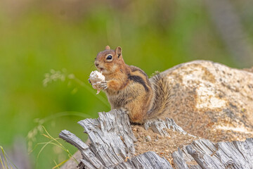 USA, Colorado, Cameron Pass. Golden-mantled ground squirrel eating.