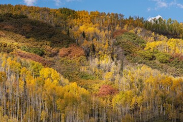 Fototapeta premium USA, Colorado, Uncompahgre National Forest. Aspens on mountainside in autumn.