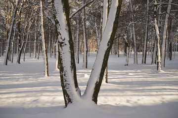 drzewa,park,zima  © Marcin Łazarczyk