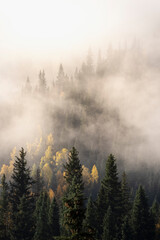 USA, Colorado, San Juan Mountains. Sunrise fog in forest.
