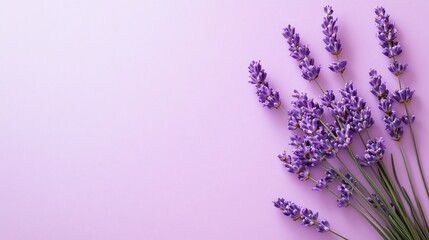 Lavender flowers on a solid color background showcasing a natural beauty in full bloom