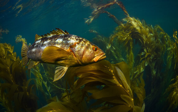 Calico bass swimming in Kelp