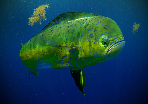 Mahi Mahi swimming in ocean