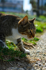 Curious Cat Exploring Near the Beach
