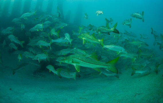 School of Snook swimming in Florida
